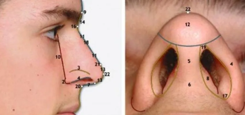 the structure and parts of the nose