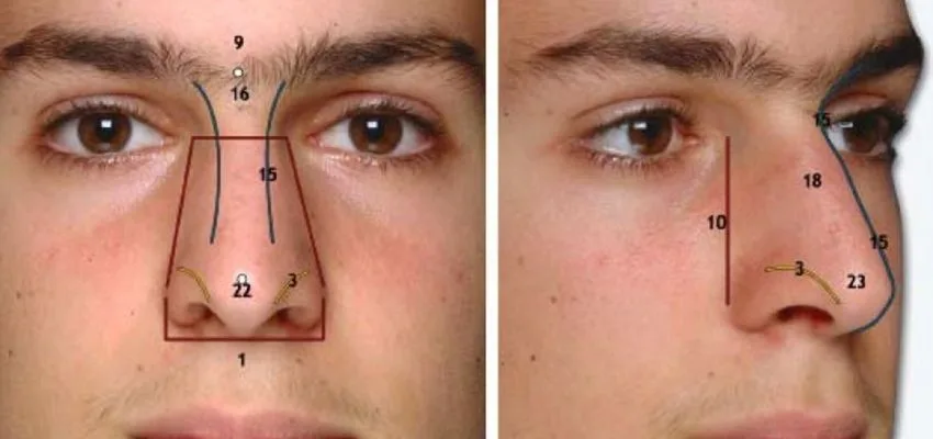 the structure and parts of the nose-1